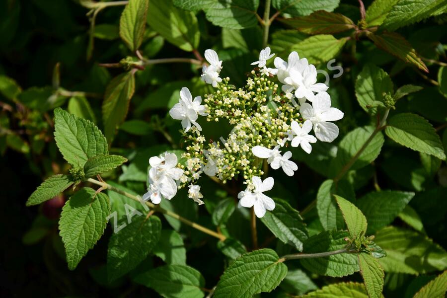 Kalina japonská 'Summer Snowflake' - Viburnum plicatum 'Summer Snowflake'