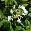 Kalina japonská 'Summer Snowflake' - Viburnum plicatum 'Summer Snowflake'
