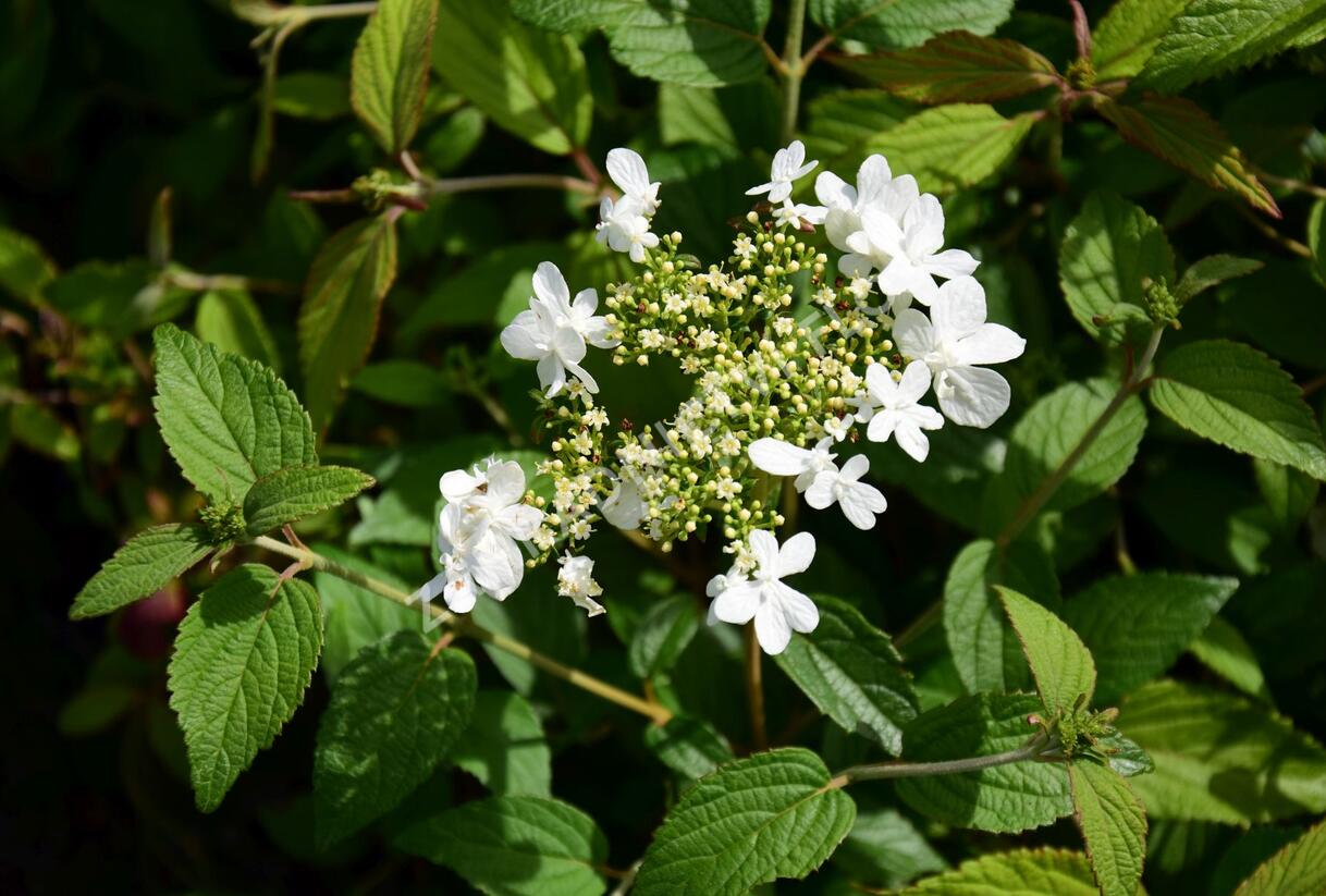 Kalina japonská 'Summer Snowflake' - Viburnum plicatum 'Summer Snowflake'