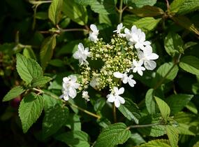 Kalina japonská 'Summer Snowflake' - Viburnum plicatum 'Summer Snowflake'