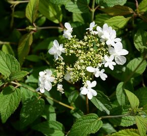 Kalina japonská 'Summer Snowflake' - Viburnum plicatum 'Summer Snowflake'