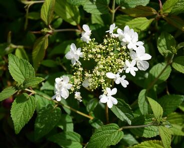 Kalina japonská 'Summer Snowflake'