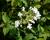 Kalina japonská 'Summer Snowflake'