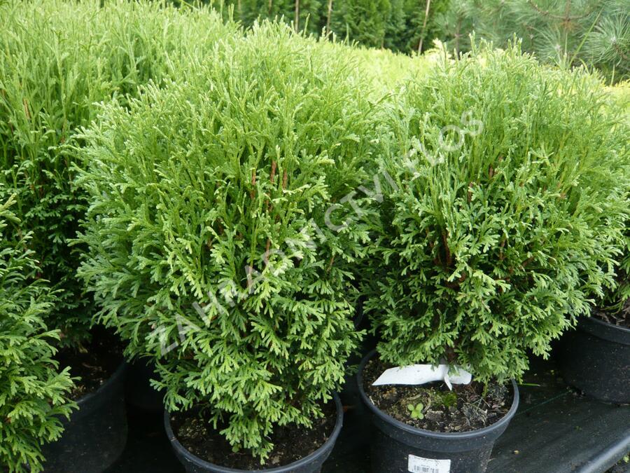 Zerav, túje západní 'Tiny Tim' - Thuja occidentalis 'Tiny Tim'