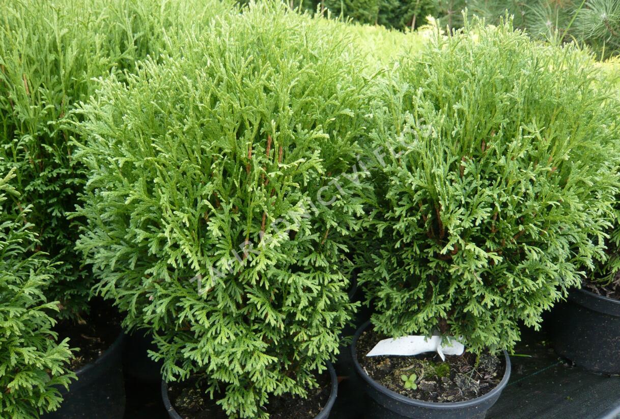 Túje, zerav západní 'Tiny Tim' - Thuja occidentalis 'Tiny Tim'