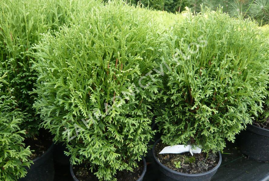 Túje, zerav západní 'Tiny Tim' - Thuja occidentalis 'Tiny Tim'