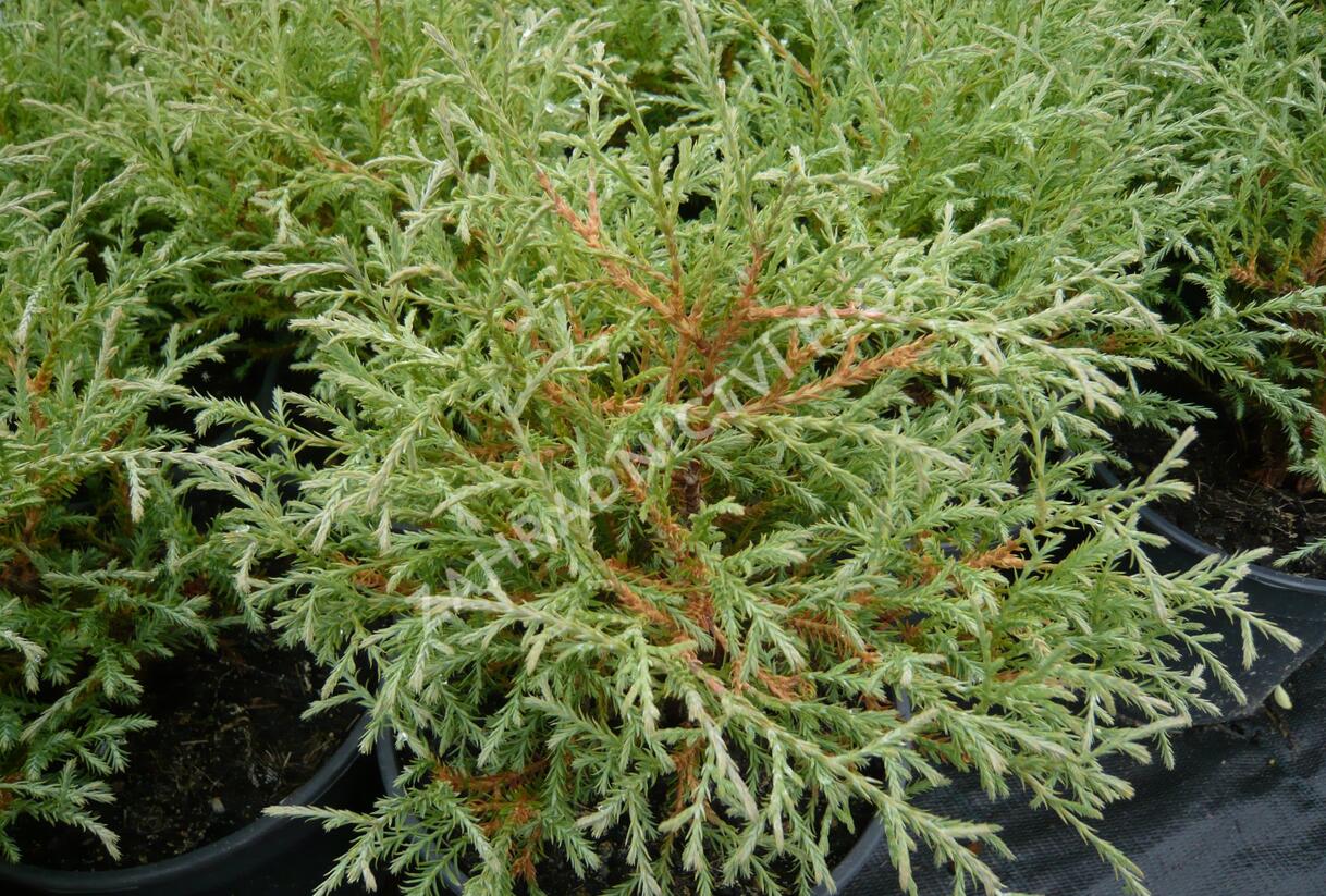 Túje, zerav západní 'Teddy' - Thuja occidentalis 'Teddy'