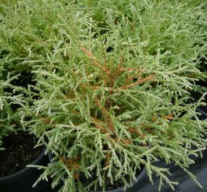 Zerav, túje západní 'Teddy' - Thuja occidentalis 'Teddy'
