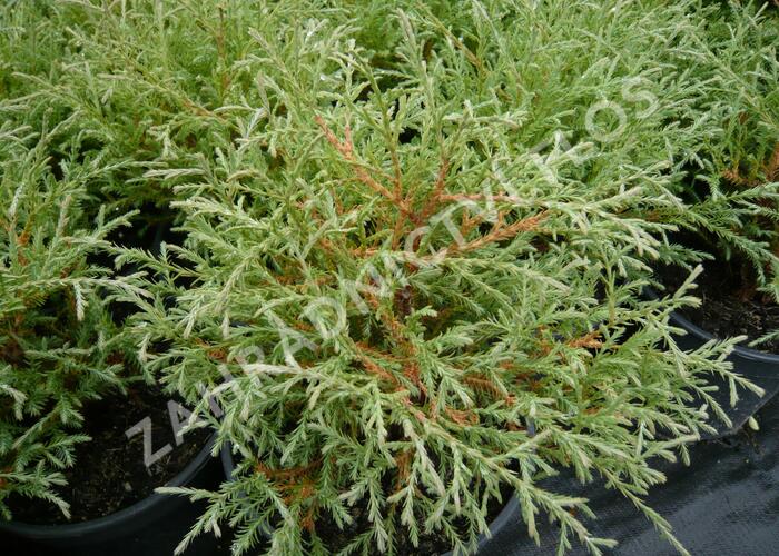 Zerav západní 'Teddy' - Thuja occidentalis 'Teddy'