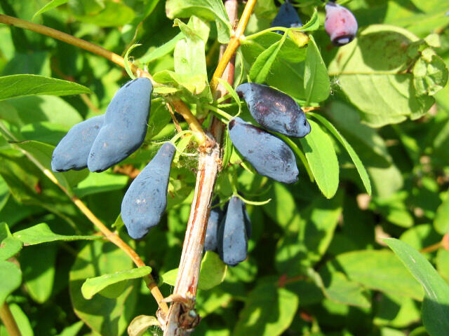 Zimolez kamatsk 'Amur' - Lonicera kamtschatica 'Amur' | Zahradnictv FLOS
