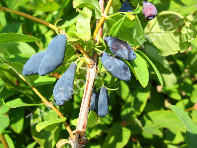 Zimolez kamčatský 'Amur' - Lonicera kamtschatica 'Amur'