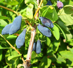 Zimolez kamčatský 'Amur' - Lonicera kamtschatica 'Amur'