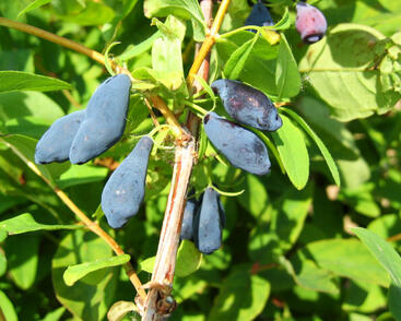 Zimolez kamčatský 'Amur'