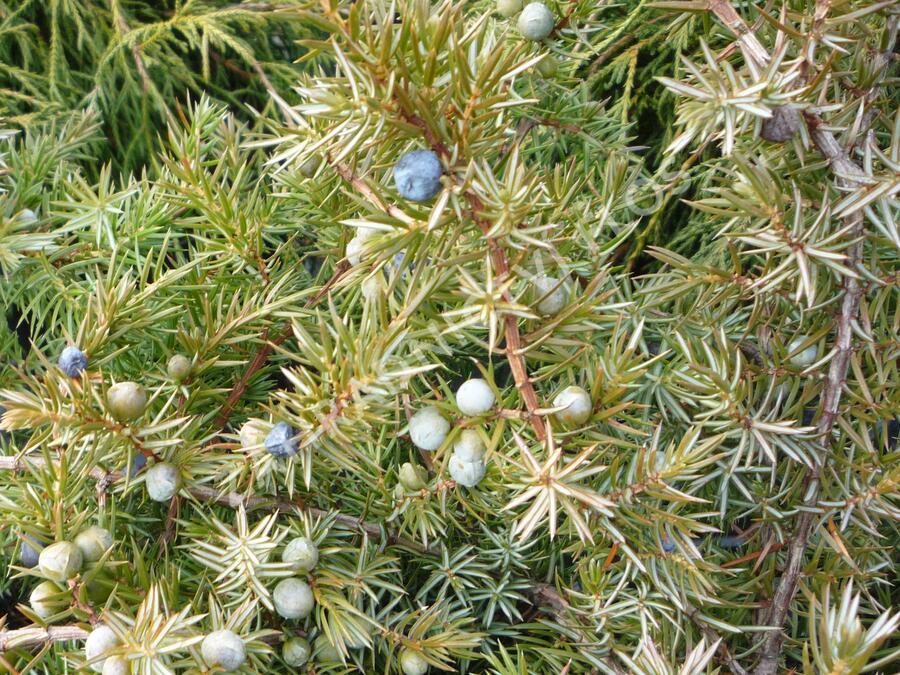 Jalovec pobřežní 'Schlager' - Juniperus conferta 'Schlager'