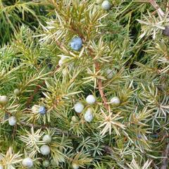 Jalovec pobřežní 'Schlager' - Juniperus conferta 'Schlager'