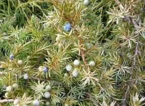 Jalovec pobřežní 'Schlager' - Juniperus conferta 'Schlager'