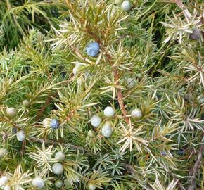 Jalovec pobřežní 'Schlager' - Juniperus conferta 'Schlager'