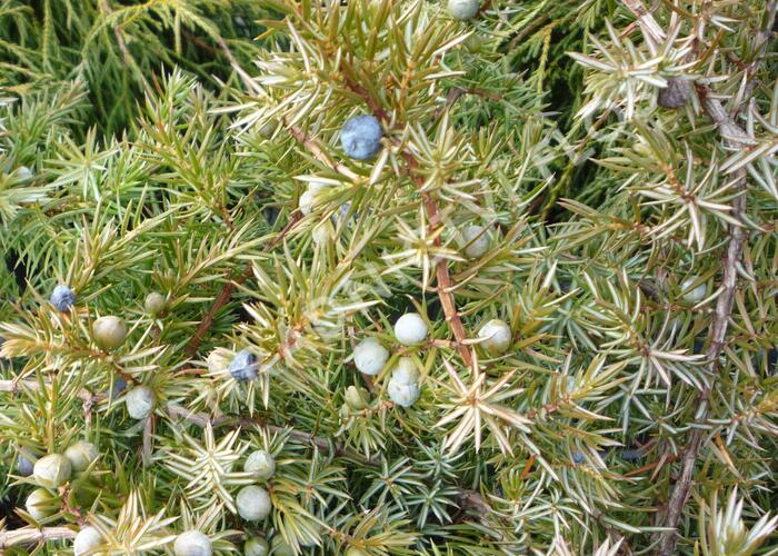Jalovec pobřežní 'Schlager' - Juniperus conferta 'Schlager'