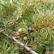 Jalovec pobřežní 'Schlager' - Juniperus conferta 'Schlager'