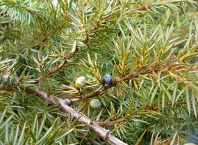 Jalovec pobřežní 'Schlager' - Juniperus conferta 'Schlager'
