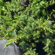 Jalovec pobřežní 'Schlager' - Juniperus conferta 'Schlager'