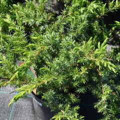 Jalovec pobřežní 'Schlager' - Juniperus conferta 'Schlager'