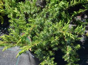 Jalovec pobřežní 'Schlager' - Juniperus conferta 'Schlager'