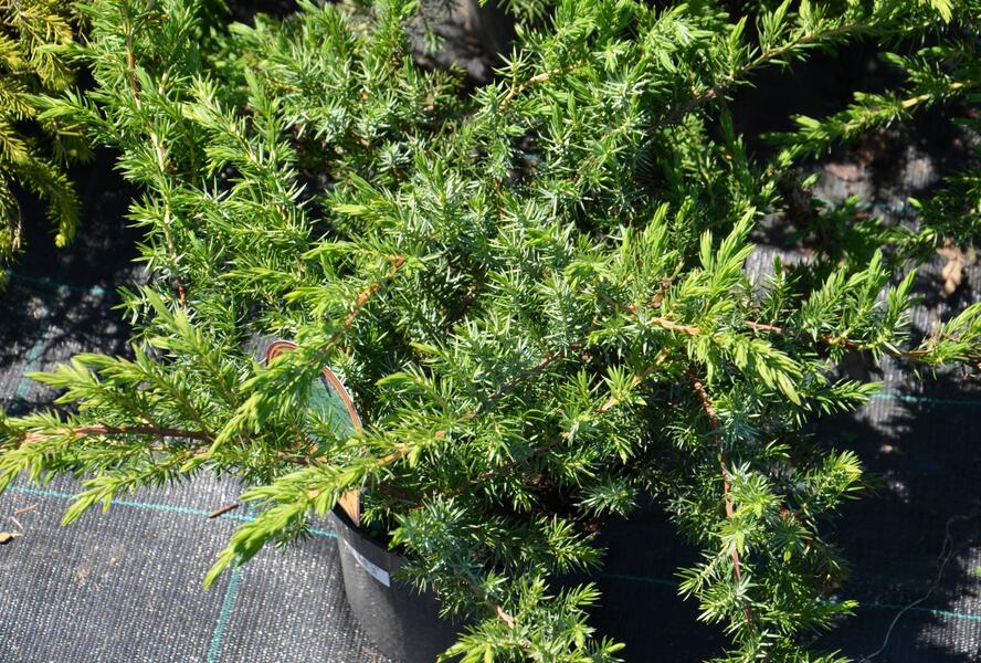Jalovec pobřežní 'Schlager' - Juniperus conferta 'Schlager'