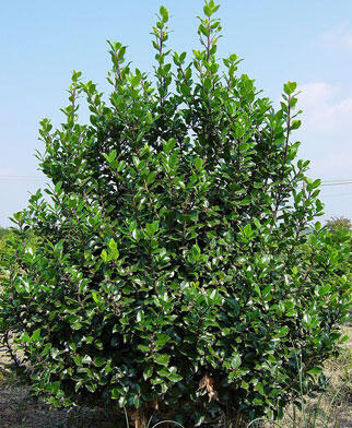 Cesmína modrá 'Blue Stallion' - Ilex meserveae 'Blue Stallion'