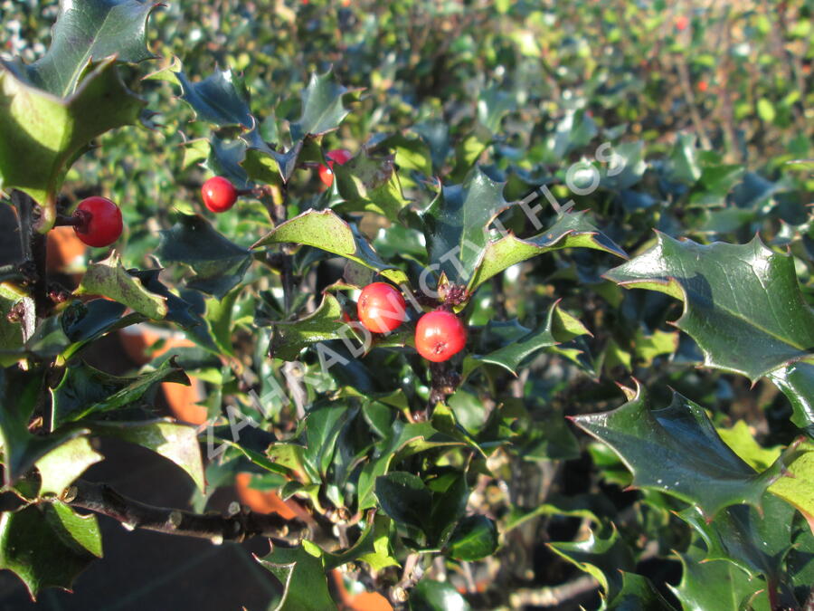 Cesmína modrá 'Blue Angel' - Ilex meserveae 'Blue Angel'