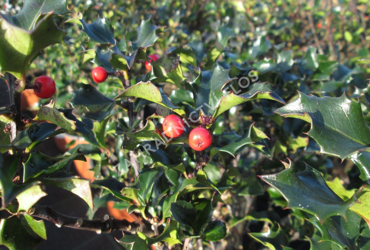 Cesmína modrá 'Blue Angel' - Ilex meserveae 'Blue Angel'