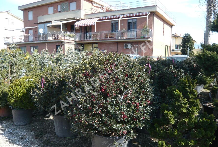 Cesmína modrá 'Blue Angel' - Ilex meserveae 'Blue Angel'
