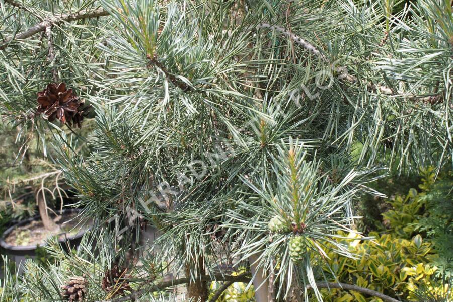 Borovice lesní 'Argentea' - Pinus sylvestris 'Argentea'