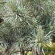 Borovice lesní 'Argentea' - Pinus sylvestris 'Argentea'