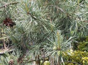 Borovice lesní 'Argentea' - Pinus sylvestris 'Argentea'