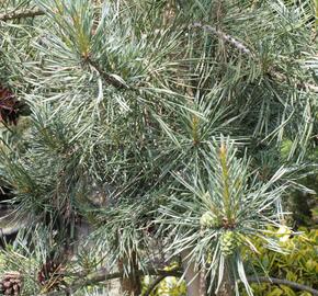 Borovice lesní 'Argentea' - Pinus sylvestris 'Argentea'