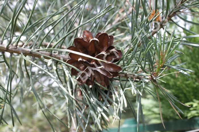 Borovice lesní 'Argentea' - Pinus sylvestris 'Argentea'