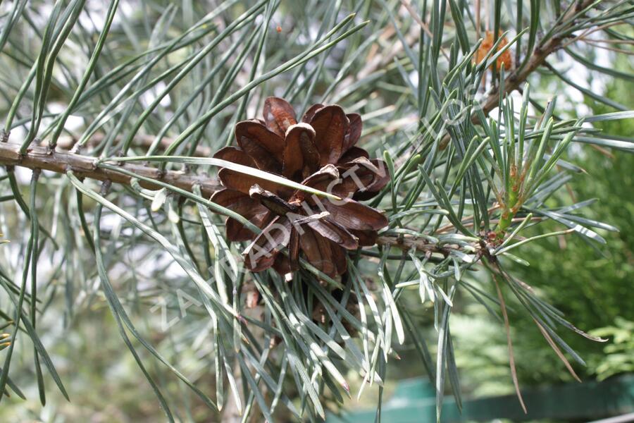 Borovice lesní 'Argentea' - Pinus sylvestris 'Argentea'
