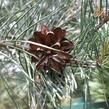 Borovice lesní 'Argentea' - Pinus sylvestris 'Argentea'