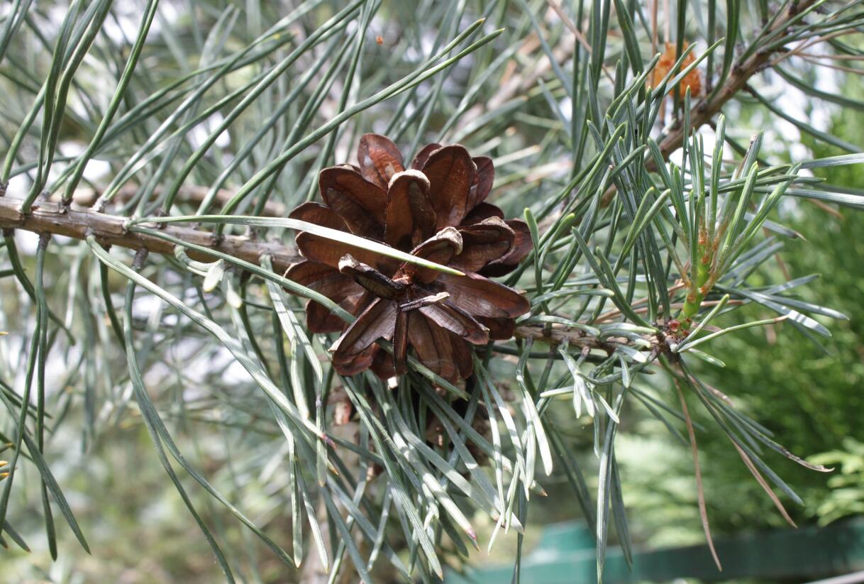 Borovice lesní 'Argentea' - Pinus sylvestris 'Argentea'