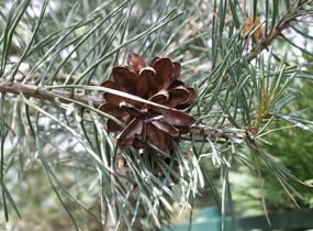 Borovice lesní 'Argentea' - Pinus sylvestris 'Argentea'