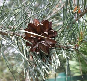 Borovice lesní 'Argentea' - Pinus sylvestris 'Argentea'