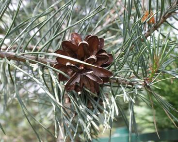 Borovice lesní 'Argentea'