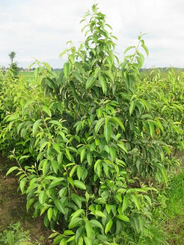 Halézie karolínská - Halesia carolina