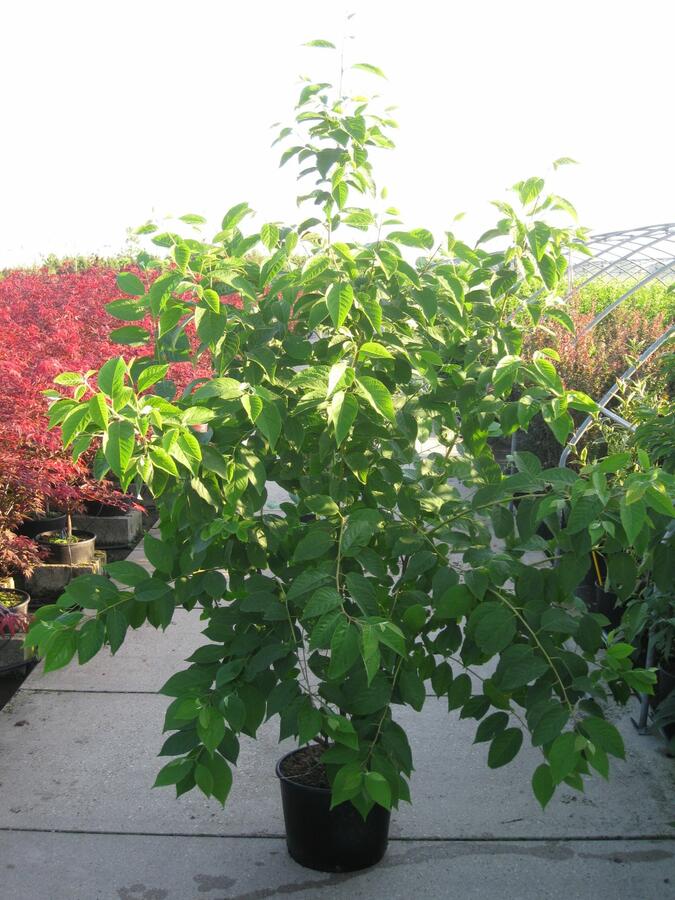 Halézie karolínská - Halesia carolina