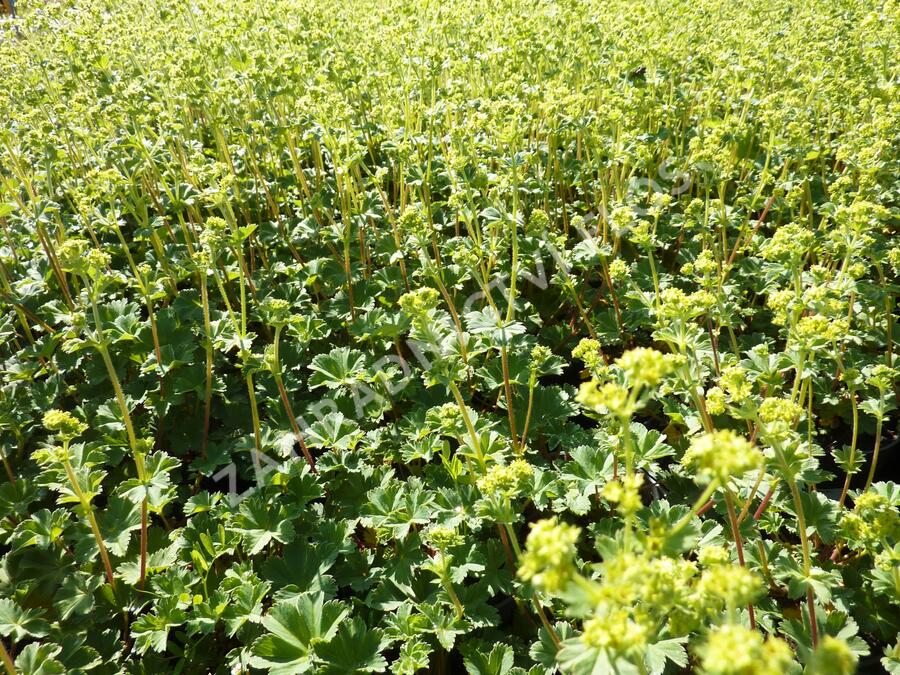 Kontryhel rudonohý - Alchemilla erythropoda