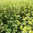 Kontryhel rudonohý - Alchemilla erythropoda
