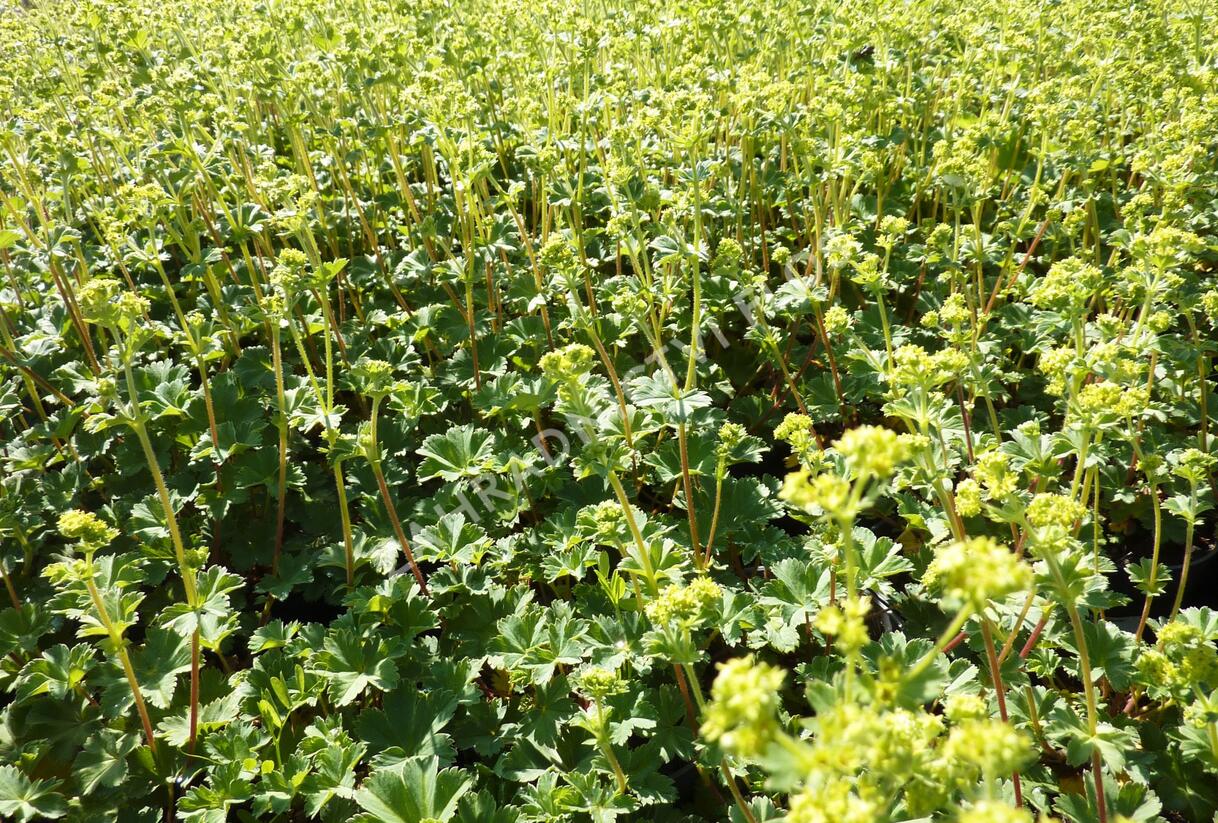 Kontryhel rudonohý - Alchemilla erythropoda