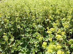 Kontryhel rudonohý - Alchemilla erythropoda