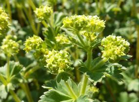 Kontryhel rudonohý - Alchemilla erythropoda